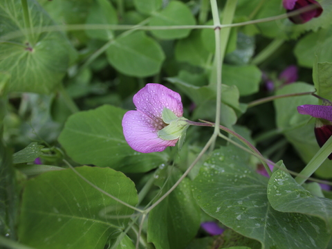 10.	Flor da Ervilheira (Pisum sativum)
Data da fotografia: 27/03/2018
Utilidade/ função na horta: Flor da planta leguminosa que produz vagens, donde são extraídos diversos tipos de grãos, utilizados na alimentação.